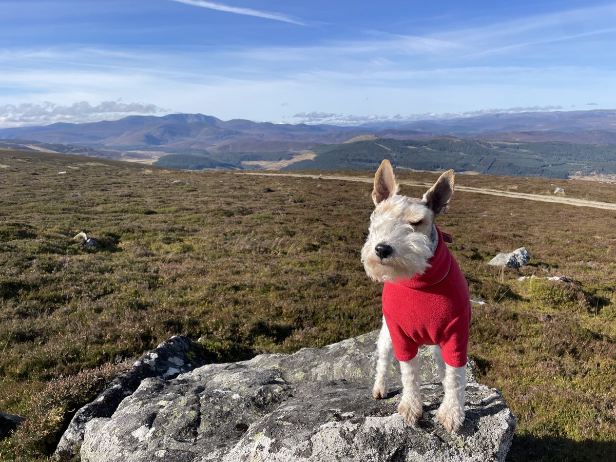 clare skyfall 🐾 🦊🇬🇧 🌺🏕️🏴󠁧󠁢󠁥󠁮󠁧󠁿 tweet media