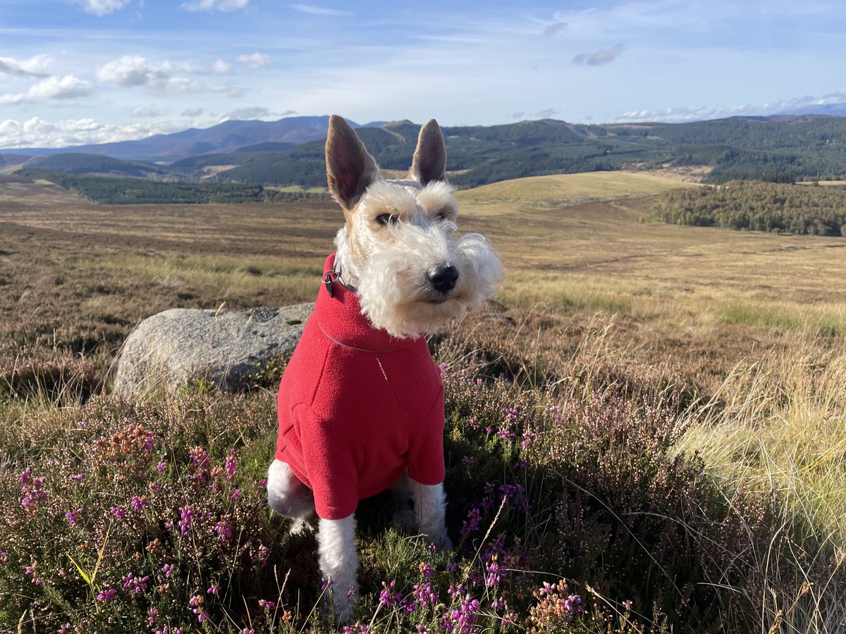 clare skyfall 🐾 🦊🇬🇧 🌺🏕️🏴󠁧󠁢󠁥󠁮󠁧󠁿 tweet media