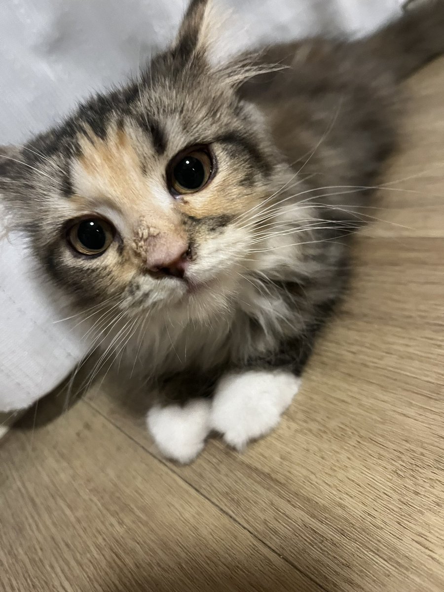 はじめまして。
サイベリアンの子猫ベールと暮らしているふさ猫です。

0歳6ヶ月のベールが致死率100%とも言われているFIPと診断されました。

今日から、ベールのFIP闘病の様子を綴っていきたいと思います。

#FIP 
#猫
#猫伝染性腹膜炎