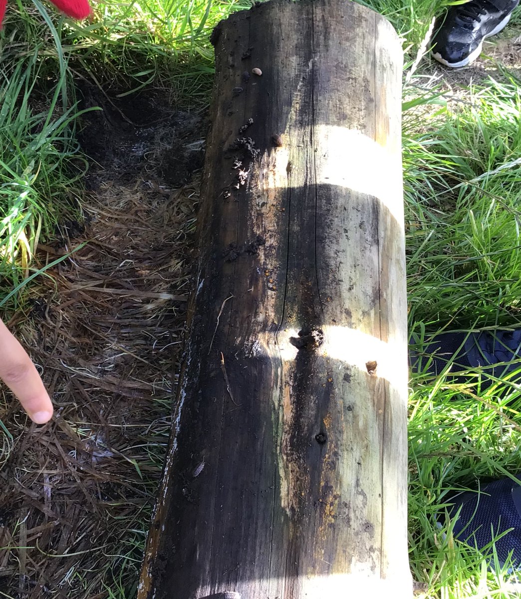 Byronprimarysch's tweet photo. 2T went on a mini beast hunt in a Forest School. We found lots of interesting insects who had all of their needs met in their micro habitats. #ByronScience https://t.co/ZsBBQOtARL