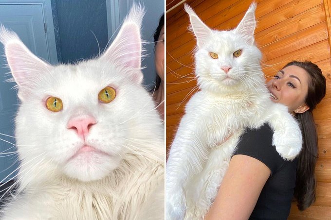 irem ülker tweet media