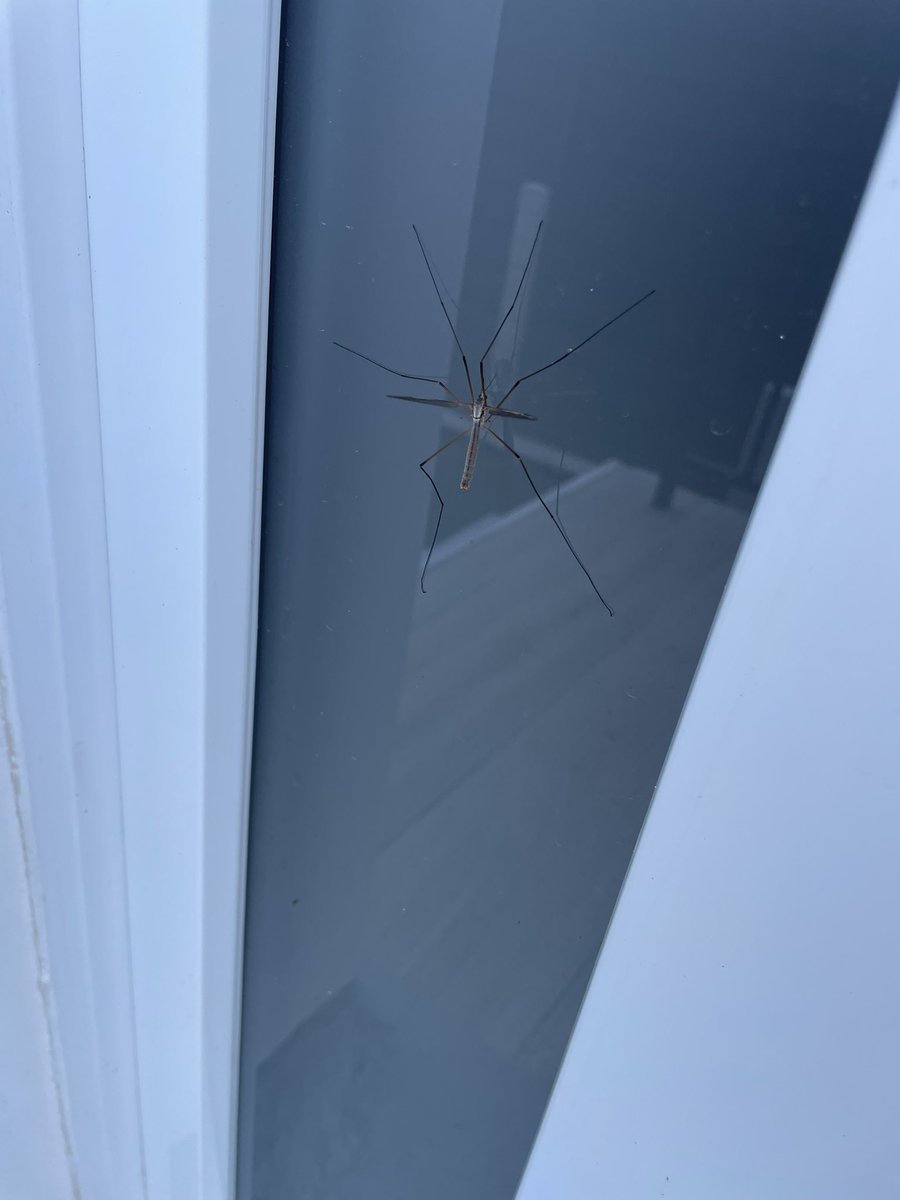 Le_chat_Pito 🖤🎪 tweet media