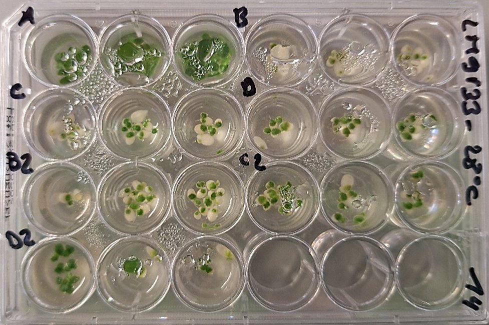 RESourceLab_UG's tweet image. Is one #duckweed species more suited than the other to grow on pig #manure? 🤔
That is what we are assessing in a series of tolerance tests! Spoiler alert: yes, it seems some species are better for this application 🤩
We hope to publish these results soon, so follow us for more
