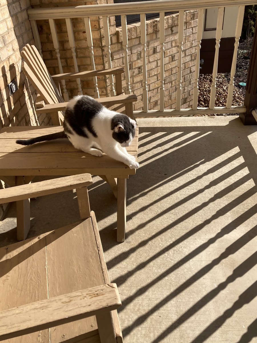 Mello Fellow tweet media