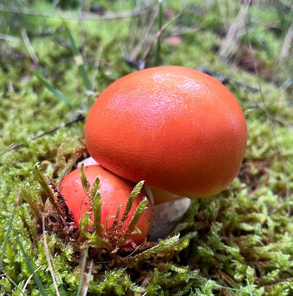 Mushrooms guide 🍄 tweet media