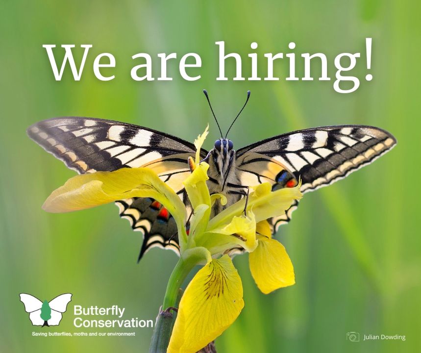 Butterfly Conservation 🦋 tweet media
