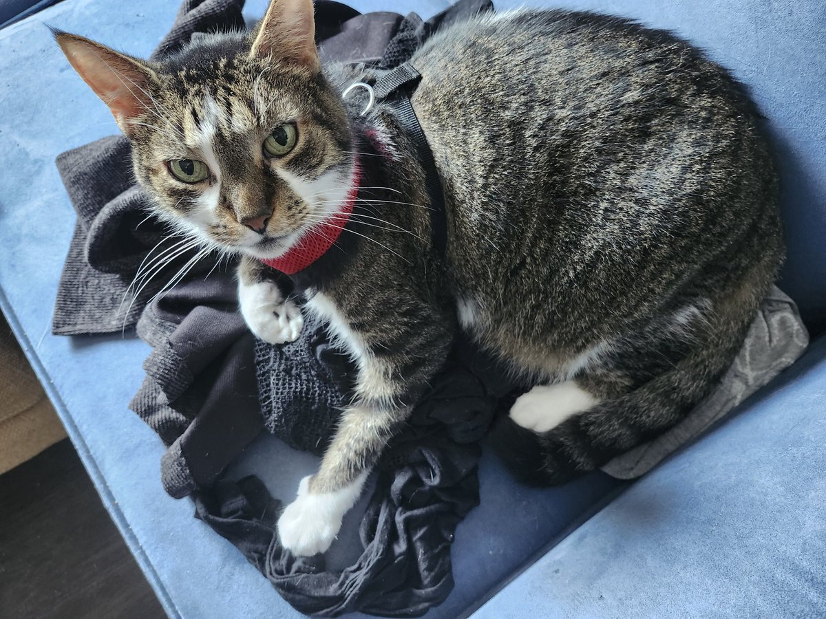 MIMI THE TABBY😺 tweet media