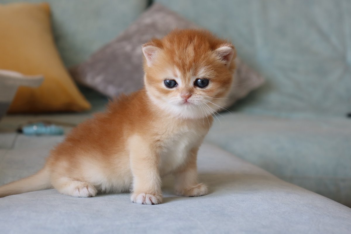 Looking for the perfect addition to your family? Look no further than the British Shorthair kitten! These feline is not only charming but also make great companions.
I currently have some British Shorthair kittens for sale near me and they are all looking for new home