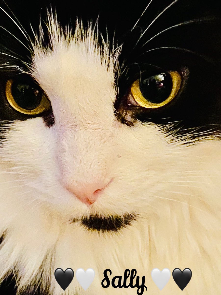 MemeCat99014509's tweet photo. 🖤🤍My Meme took this 📸 of me
last night. Papa tweaked it a
bit to make it 👀 purrty😌🖤🤍
Thank mews Meme & Papa!😘🤗
#CatsOfTwitter #CatsOfX #CatsAreFamily TuxedoCats #Purrsday #CatPhoto #Cats #CatPeople #OurCat #Cats #ThursdayCats https://t.co/pbSTDO9aiq