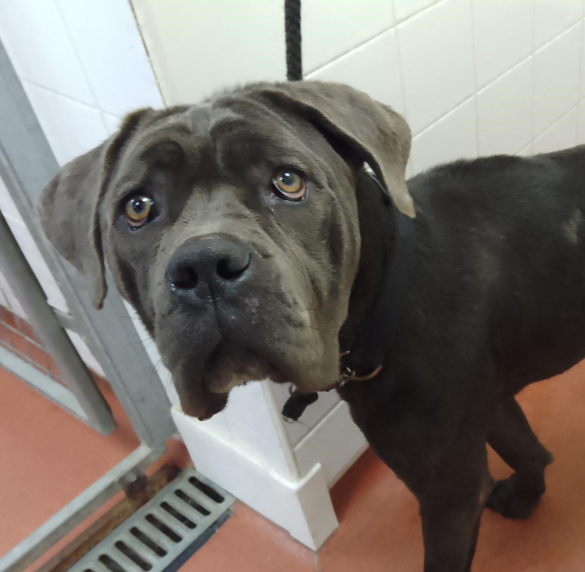 Animal Adoptions UK 🐕‍🦺🐈🐎❤️ tweet media