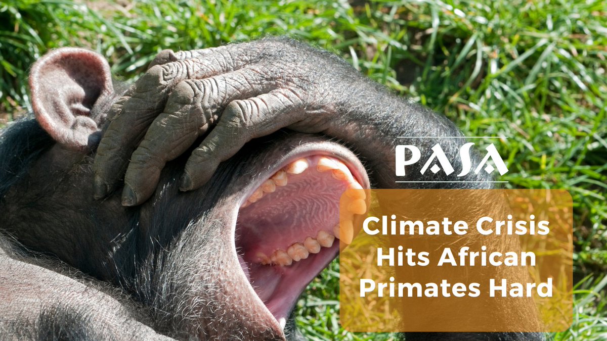 Did you know?➡️Research projects that within 30 years, we could lose up to 95% of great ape habitat in Africa due to the climate crisis😔

Find out the effects from PASA's census report⬇️ pasa.org/climate-crisis…

#climatechange #climatecrisis
