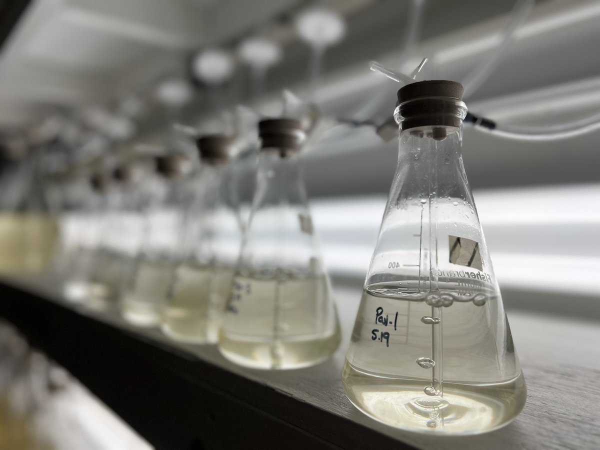 Very delighted 😁 to publish our paper in #NatureWater today, and be part of this #WorldHarbourProject to develop and validate more effective molecular markers 🧬for monitoring human’s faecal contamination🔬🦠🧫

Download and read our paper:
rdcu.be/dVS4l