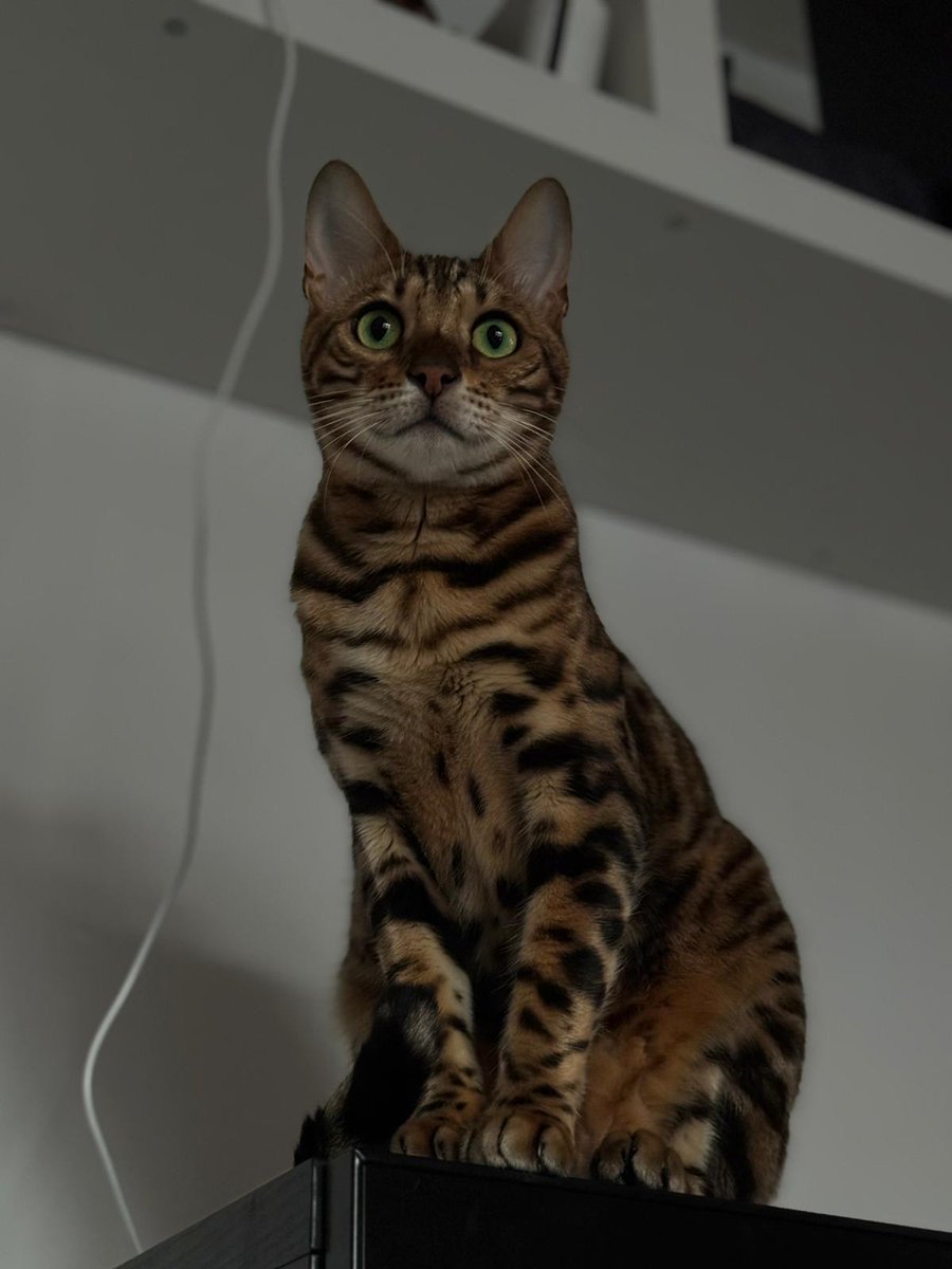 Arthur has gone missing from his home in #northampton NN3  he is a male bengal type cat with green eyes he is 2 years old, neutered, and microchipped. if you have any info regarding Arthur or know where he is, please contact 0344 700 3251 quote ref S24-061
#fluffyfursday