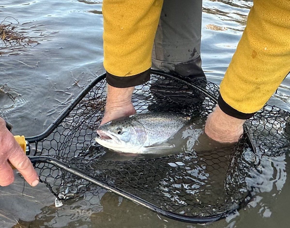 Devious Panda tweet media