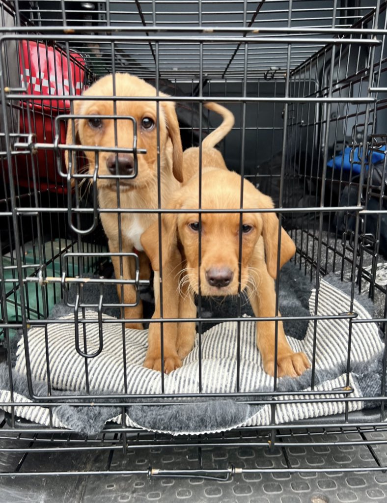 Wilts Police Dogs tweet media