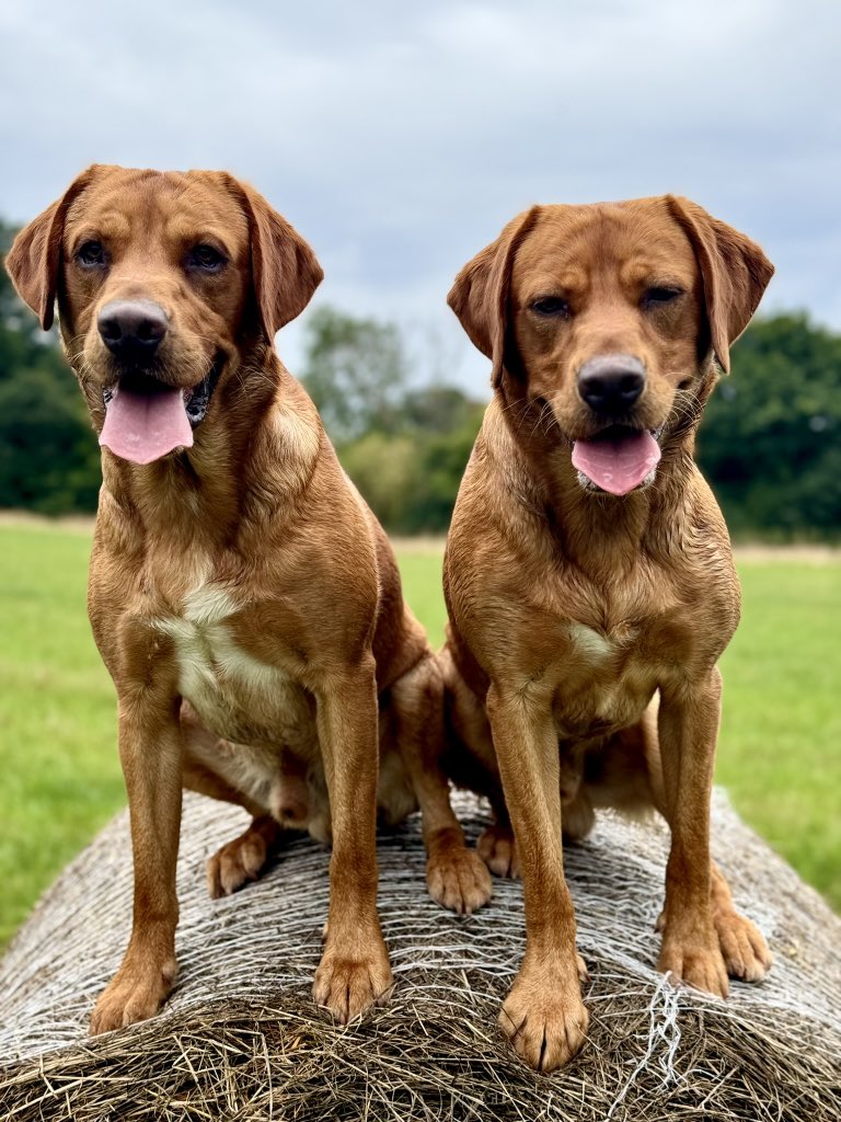 Wilts Police Dogs tweet media