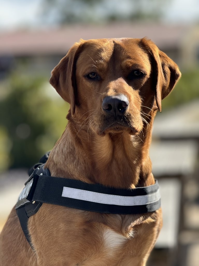 Wilts Police Dogs tweet media