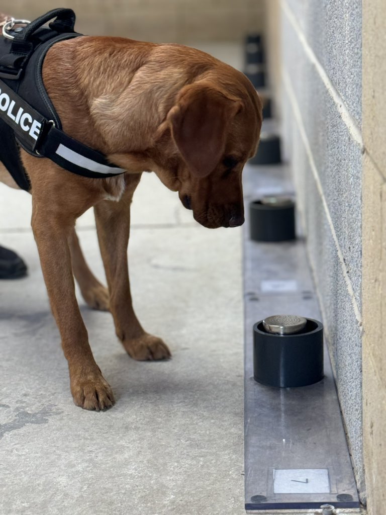 Wilts Police Dogs tweet media