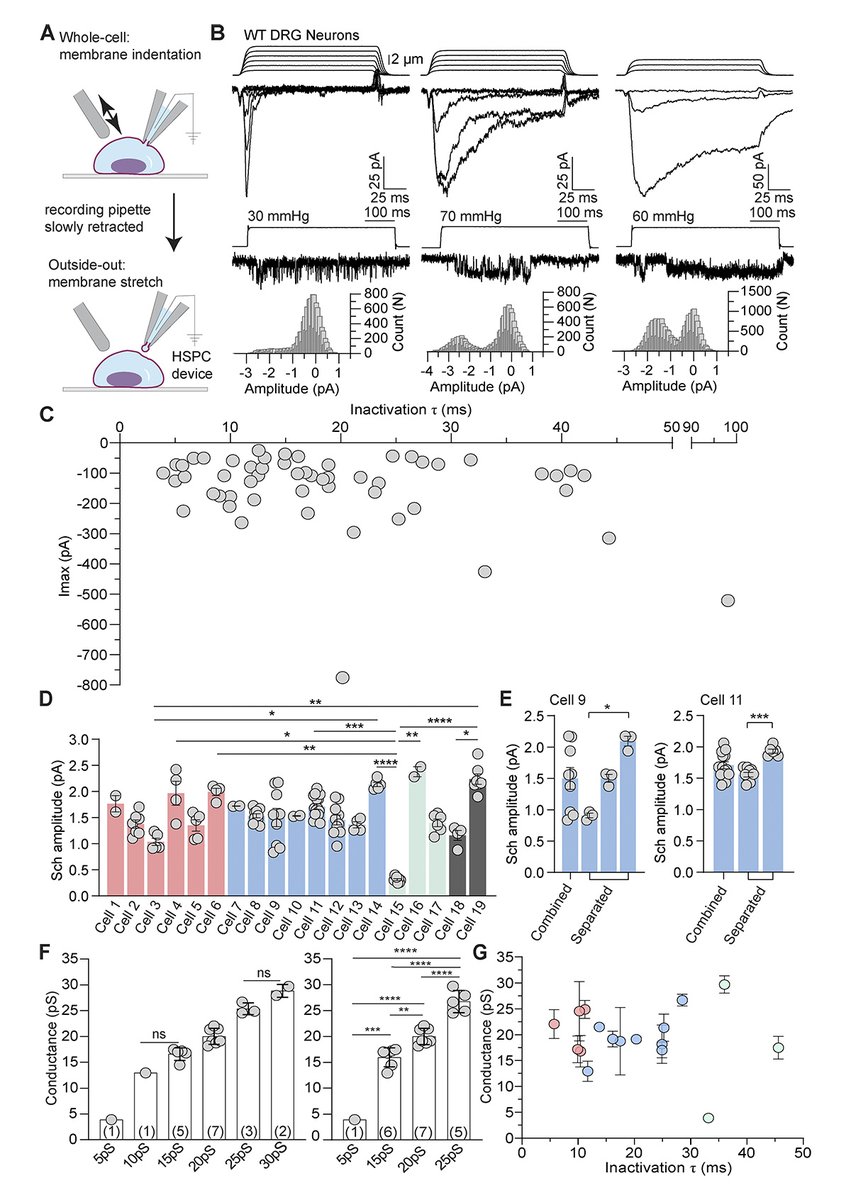 Journal of General Physiology (@jgenphysiol) on Twitter photo .<a href="/MurthySE/">Swetha Murthy</a> deciphers mechanically activated ion channels at the single-channel level in dorsal root ganglion neurons. hubs.la/Q02RDwvy0
📒 In our #Neuroscience collection: hubs.la/Q02RDj-G0
#SfN24 .<a href="/MurthySE/">Swetha Murthy</a> deciphers mechanically activated ion channels at the single-channel level in dorsal root ganglion neurons. hubs.la/Q02RDwvy0
📒 In our #Neuroscience collection: hubs.la/Q02RDj-G0
#SfN24