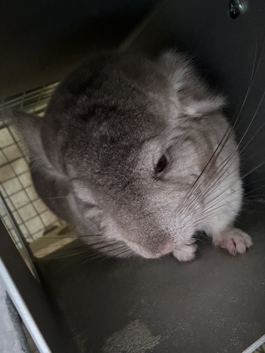 半寝のくーちゃん