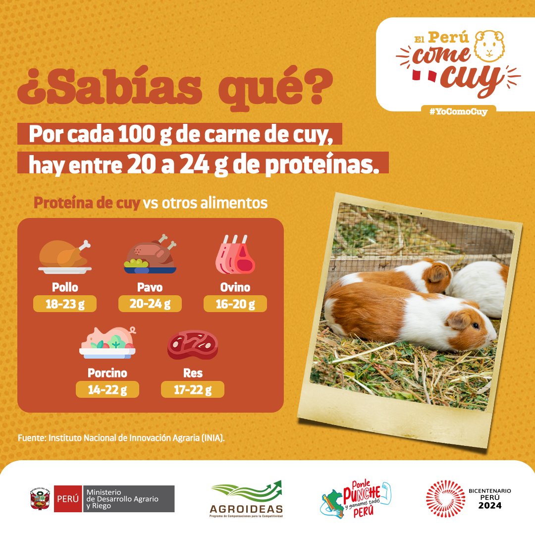 AGROIDEASPeru's tweet photo. #ElPerúComeCuy 🐹🇵🇪 | ¡El cuy es proteína pura! 💪🍽️
¿Sabías que la carne de cuy contiene entre 20 y 24 g de proteínas por cada 100 g? ¡Una opción nutritiva y deliciosa que compite con otras carnes como el pollo, pavo y res! 🇵🇪💚
¡Dale a tu cuerpo lo mejor, elige cuy! 🥘✨ https://t.co/K8ZJgtRyIM
