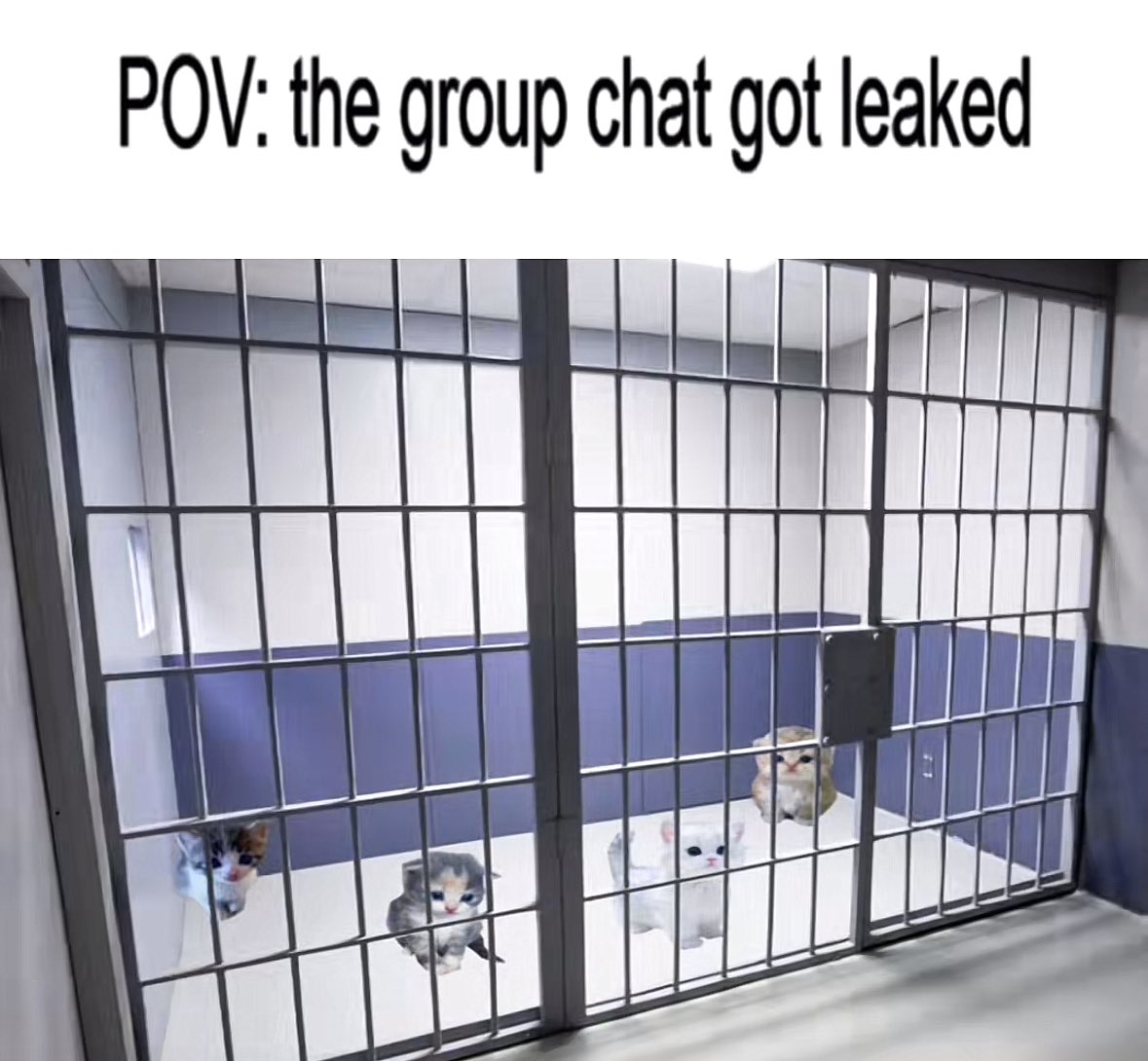 cats being cats (@catsbeiingcats) on Twitter photo 