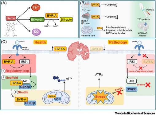 Trends in Biochemical Sciences (@trendsbiochem) on Twitter photo Online now - the Spotlight "Bridging brain insulin resistance to Alzheimerโs pathogenesis" from <a href="/neuroviolin/">Chen Wenqiang</a> @VBIJohansen and <a href="/DrLegidoQuigley/">Cristina Legido-Quigley</a>.
#BiliverdinReductaseA #BVRA #cognition #neurodegeneration #type2diabetesmellitus
authors.elsevier.com/a/1jsGV3S6GfQaโฆ Online now - the Spotlight "Bridging brain insulin resistance to Alzheimerโs pathogenesis" from <a href="/neuroviolin/">Chen Wenqiang</a> @VBIJohansen and <a href="/DrLegidoQuigley/">Cristina Legido-Quigley</a>.
#BiliverdinReductaseA #BVRA #cognition #neurodegeneration #type2diabetesmellitus
authors.elsevier.com/a/1jsGV3S6GfQaโฆ