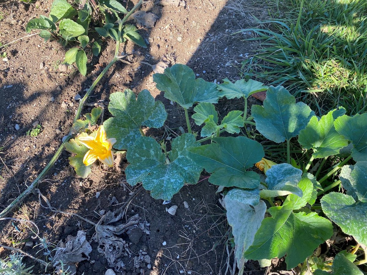 Zehr Insurance tweet media