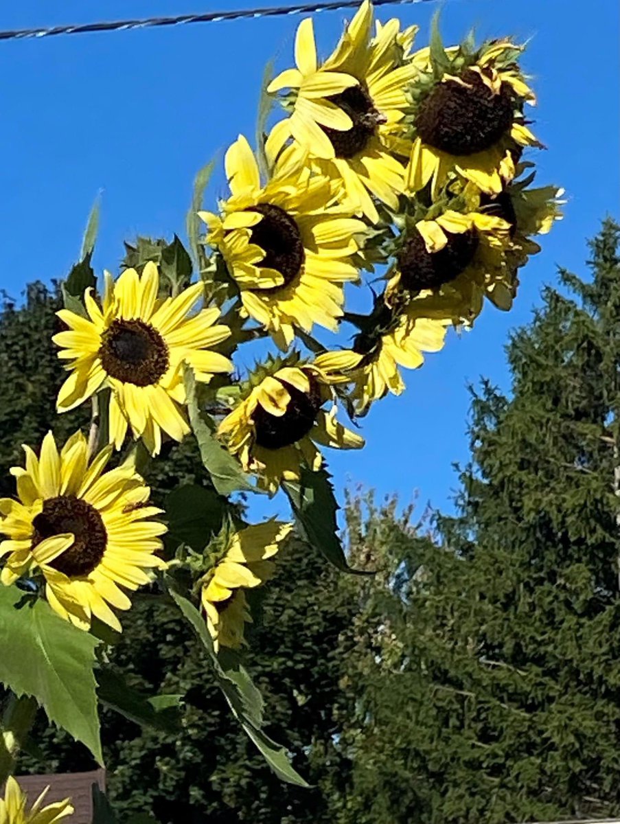 Zehr Insurance tweet media