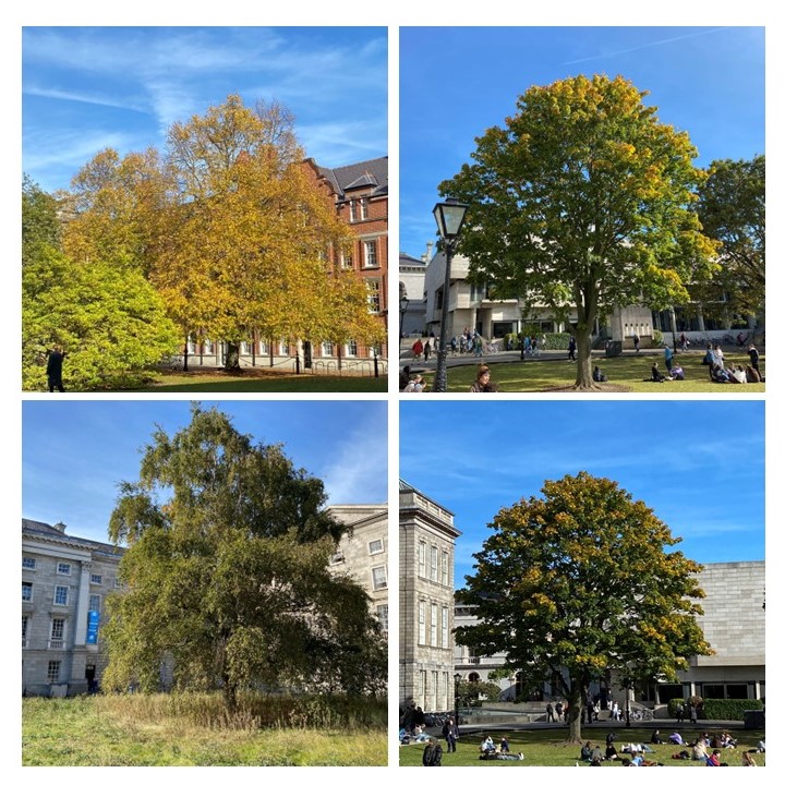 Trees adding vibrant Autumnal tones and beauty to the <a href="/tcddublin/">Trinity College Dublin</a> city campus.  

#TreeDay2024 <a href="/3CounciI/">Tree Council of Ireland</a> <a href="/coilltenews/">Coillte</a>