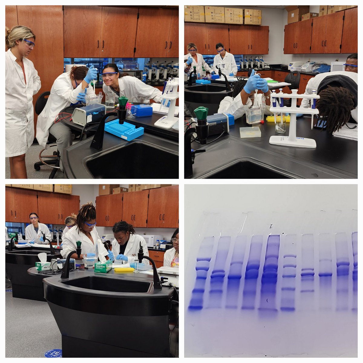 Semester is 'semestering'.  Busy times in Molecular Biology #ECSU.  Expt. 1 completed and assessed (brain cell types <a href="/edvotek/">edvotek</a> - 3 diff denaturation times 🧪⚗️).  Expt. 2 on its way - pGLO 🟢 vs peforCP 💗expression (PCR 🧫🧬, etc.) <a href="/ATinyGreenCell/">Sebastian S. Cocioba🪄🌷</a>. #ECSUVikingsScience #hbcu