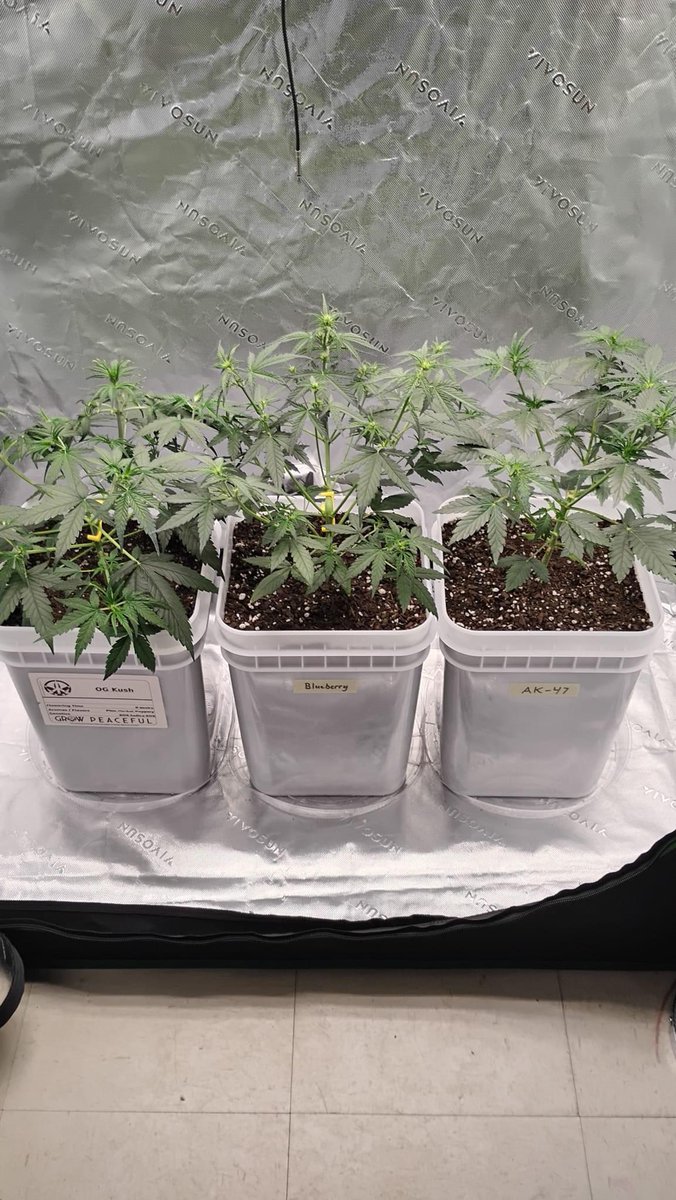 grow_peaceful's tweet photo. Week 4 and looking good! Just add water!! #CannabisCommunity #easygrow https://t.co/6IZsWxnnSo