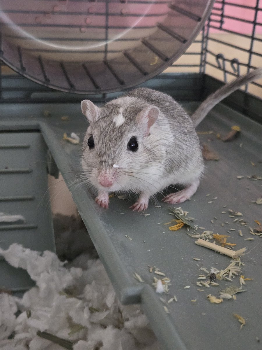 sagerbasket's tweet photo. Only came on here to tweet pictures of our new family gerbil, Rango. These are specifically for @JenDouglas17 and @tamarabolger 🙂 https://t.co/wG7uBw8RH9