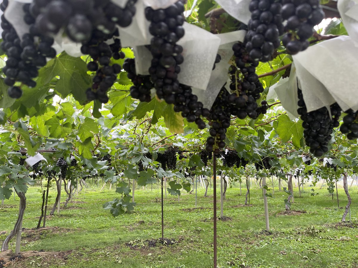 YuheiWinemaker's tweet photo. 先日、塩尻ワイン大学の実習で仕込んだ桔梗ヶ原産のメルロー。美味しくなると良いな。 https://t.co/ekNbSK4bHu