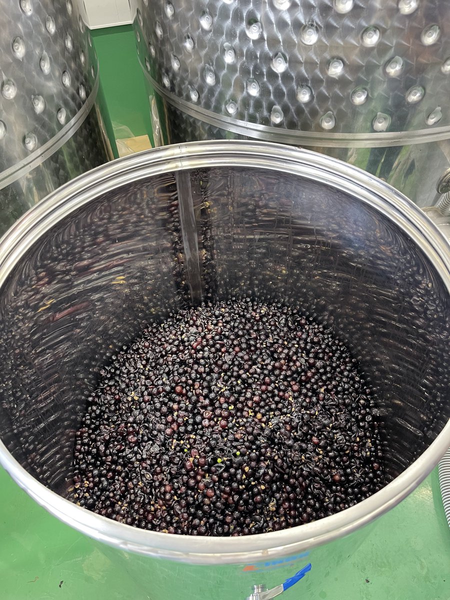 YuheiWinemaker's tweet photo. 先日、塩尻ワイン大学の実習で仕込んだ桔梗ヶ原産のメルロー。美味しくなると良いな。 https://t.co/ekNbSK4bHu