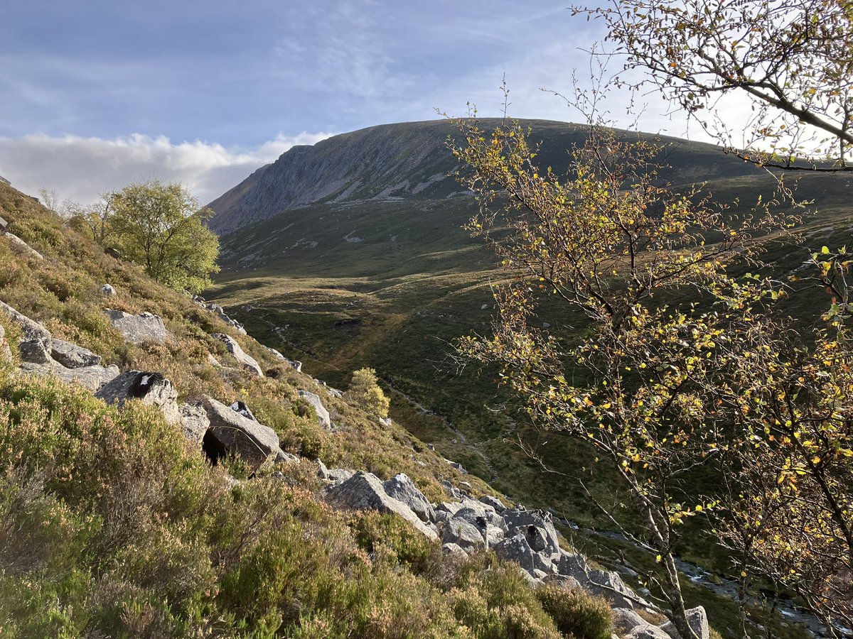 PinkfootedGus's tweet photo. What a Bonnie day to be at 630m collecting downy birch seed in the Cairngorms. #MountainBirchProject https://t.co/fLrwe75AZV