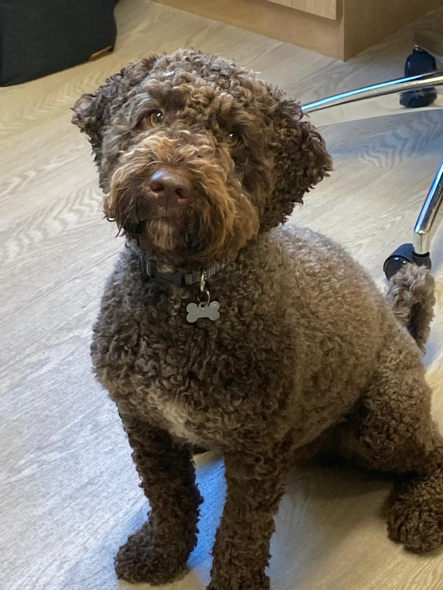 Blackburn Diocesan Board of Education (@bdbofe) on Twitter photo A great afternoon's planning with HT at Middleforth's CE Primary. Children's mental health and wellbeing is central to their work, supported by Oscar, the therapy dog who brings a smile to everyone's faces! - Liz Agbettoh <a href="/MiddleforthCoEP/">MiddleforthCoEPS</a> A great afternoon's planning with HT at Middleforth's CE Primary. Children's mental health and wellbeing is central to their work, supported by Oscar, the therapy dog who brings a smile to everyone's faces! - Liz Agbettoh <a href="/MiddleforthCoEP/">MiddleforthCoEPS</a>