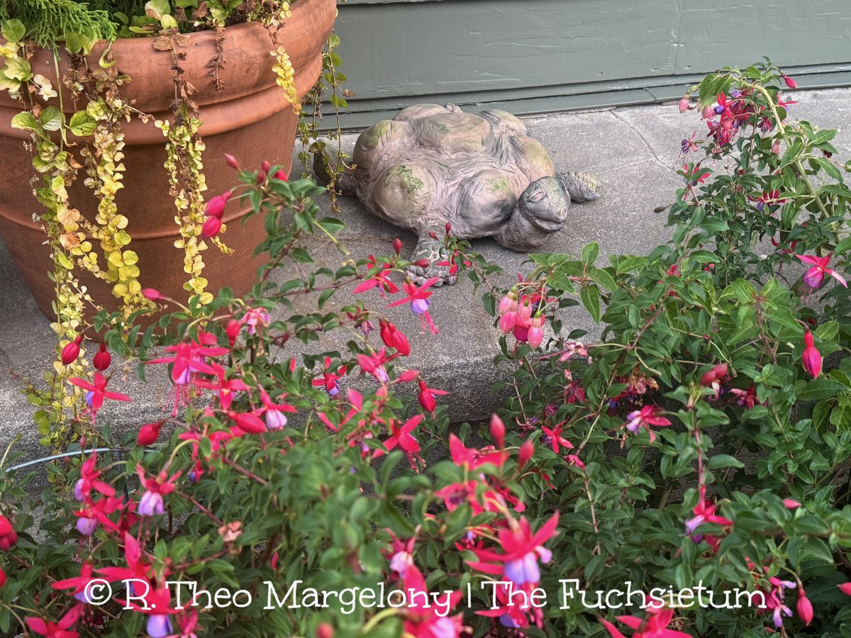 Fuchsiarius | R. Theo Margelony tweet media