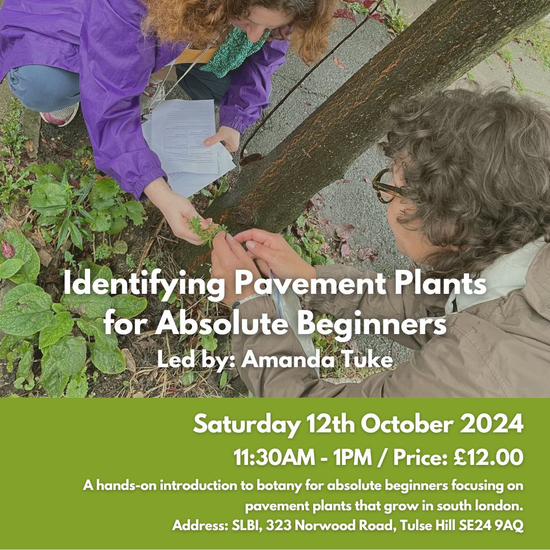 🌱 New Workshop Alert! Join Urban Botanist Amanda Tuke at SLBI for "Identifying Pavement Plants for Beginners" 🌼 Explore the wild plants in your neighborhood!

🗓️ 12th Oct | 🕒 11:30am-1pm | 💷 £12 📍 SLBI &amp; surrounding streets. Book now on our website!