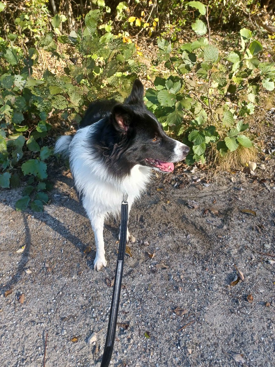 MetaSelene's tweet image. You can also have some pics from the journey! An Oscar, mushrooms, a freshly cracked boulder and more weird mushrooms and boulders :D