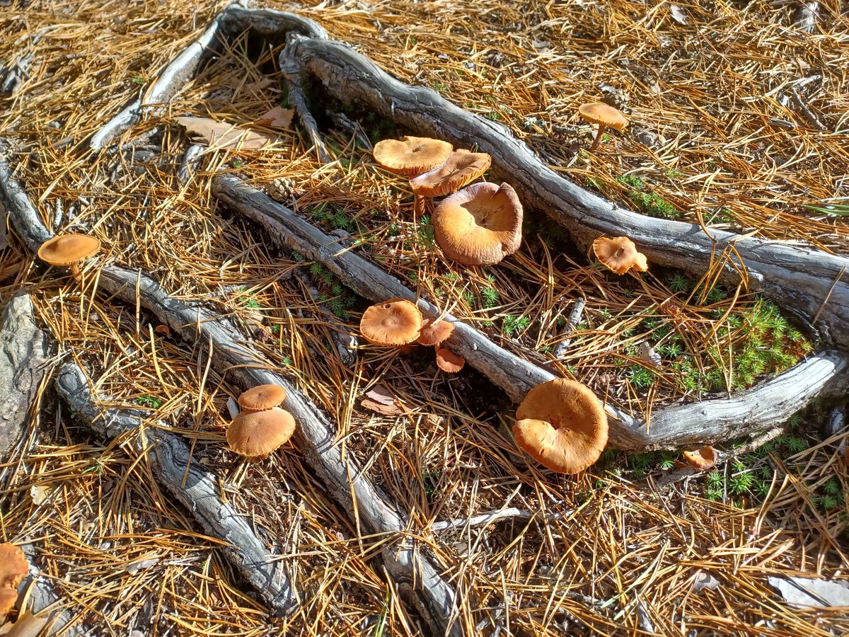 MetaSelene's tweet image. You can also have some pics from the journey! An Oscar, mushrooms, a freshly cracked boulder and more weird mushrooms and boulders :D