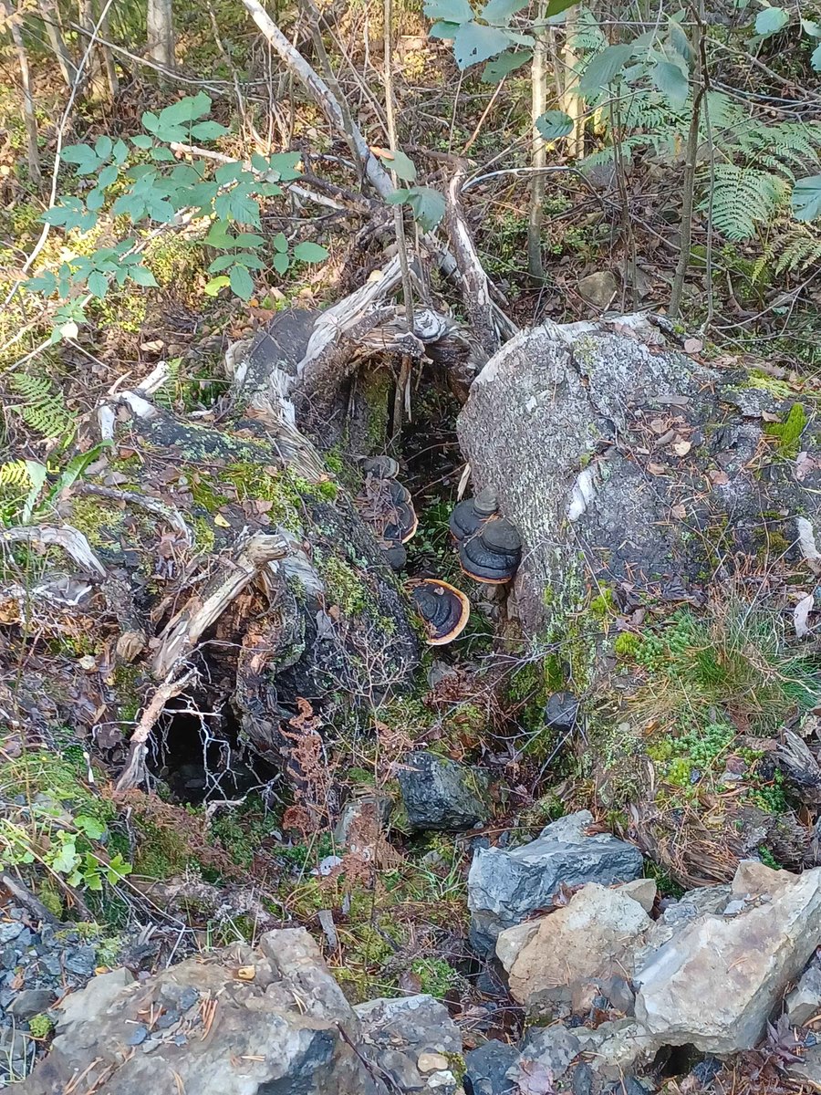 MetaSelene's tweet image. You can also have some pics from the journey! An Oscar, mushrooms, a freshly cracked boulder and more weird mushrooms and boulders :D