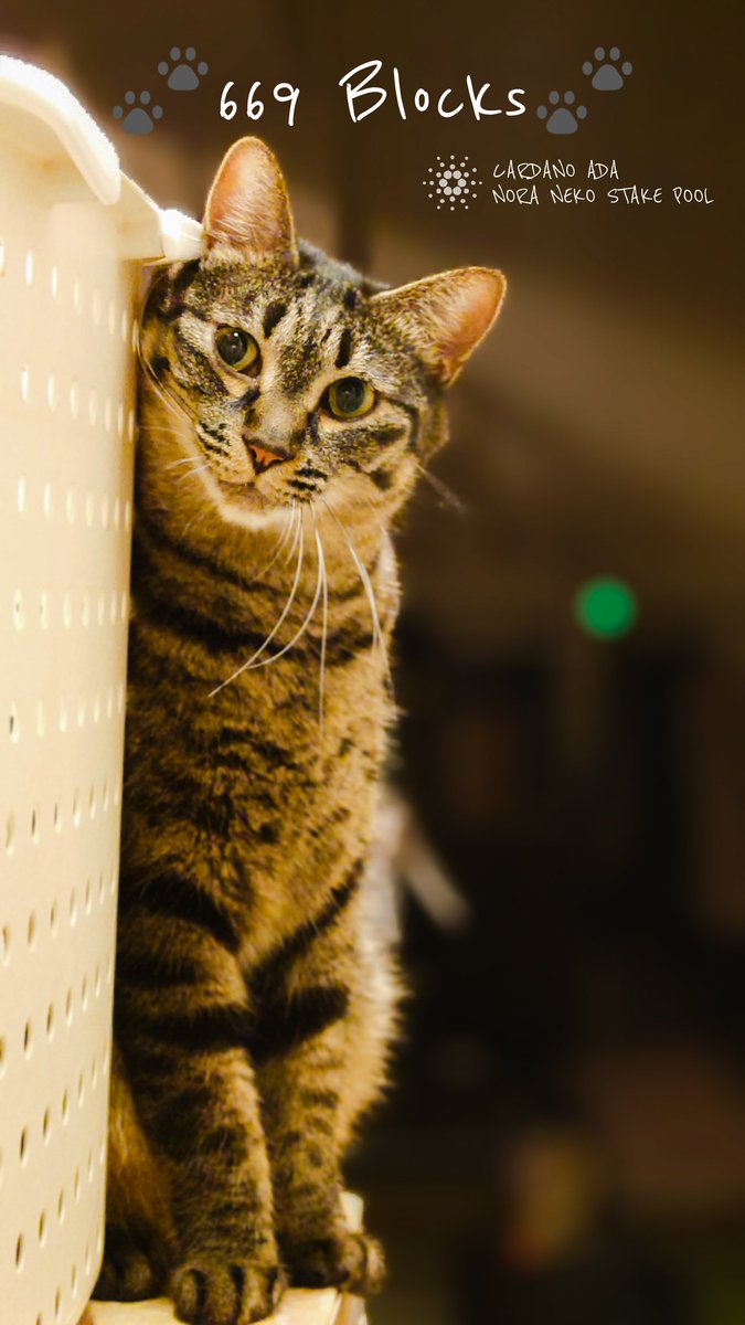 NNSP@CARDANO STAKE POOL🐈Nekonymous🐈ver10.5.4 tweet media