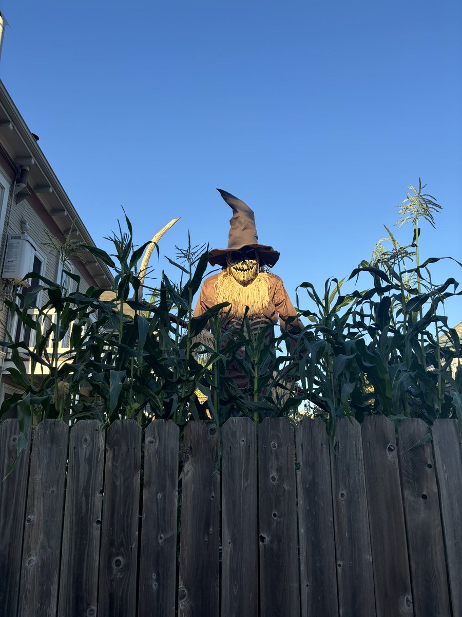 Todd Pelham tweet media