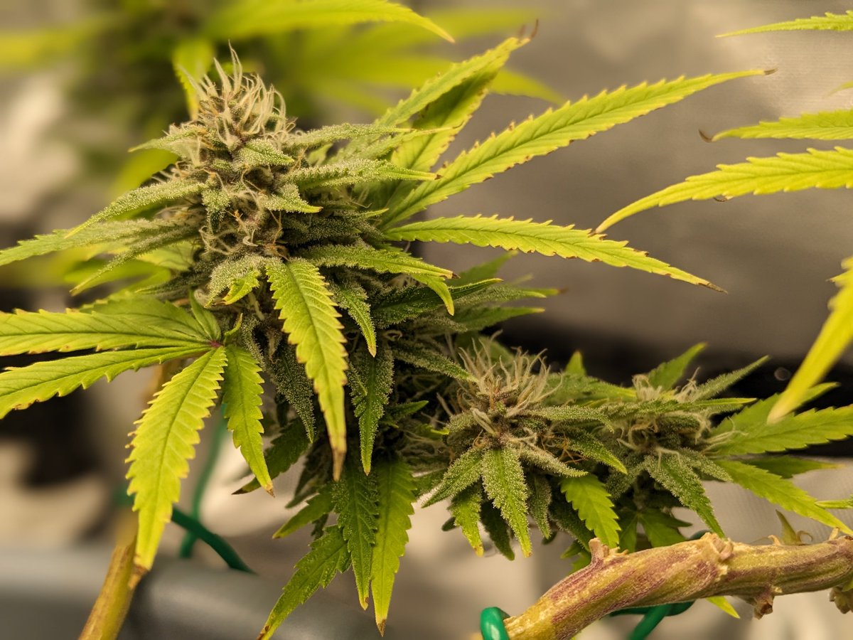 DERANDY420's tweet photo. #MeinGrow #Cannabonsai #MicroGrow
Blütewoche 5, bin gespannt wie es wird. 😊 https://t.co/4d5ZYQPBPz