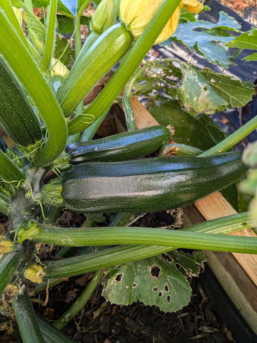 Pupil Support tweet media