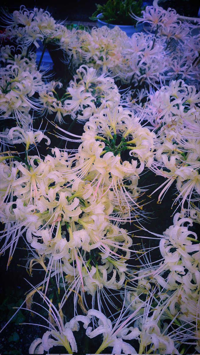 #ウチのまち。

雨と踊る、白の焔。