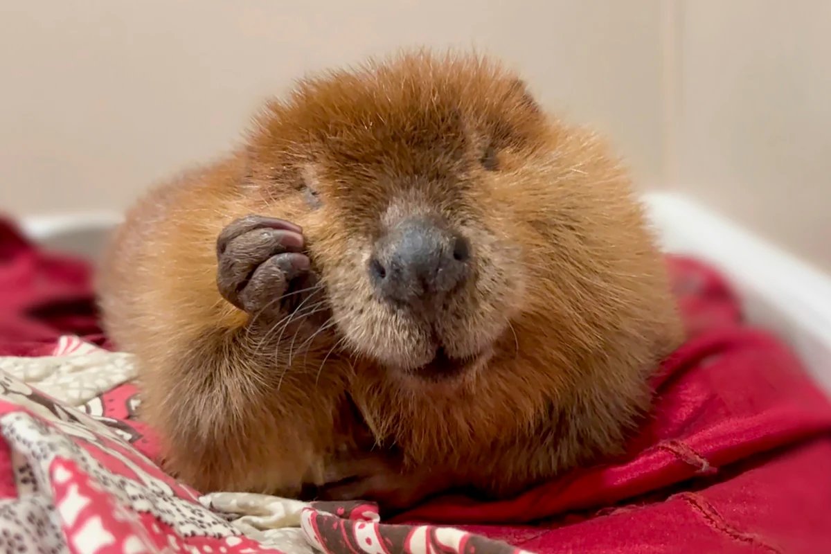 Sir_Crypt0's tweet photo. $NIBI will be the next meta โย front running the cabal here
cute bear going through a court case tomorrow to decide if she should be released into the wild ๐
can this run like the other animal meta? #Pochita $Erdou $Manyu
$66k mc
5UeaxTbiipJSNgkdx8ySsk49pRuATMMFuNGhoNEwpump https://t.co/khy9o7iMxC