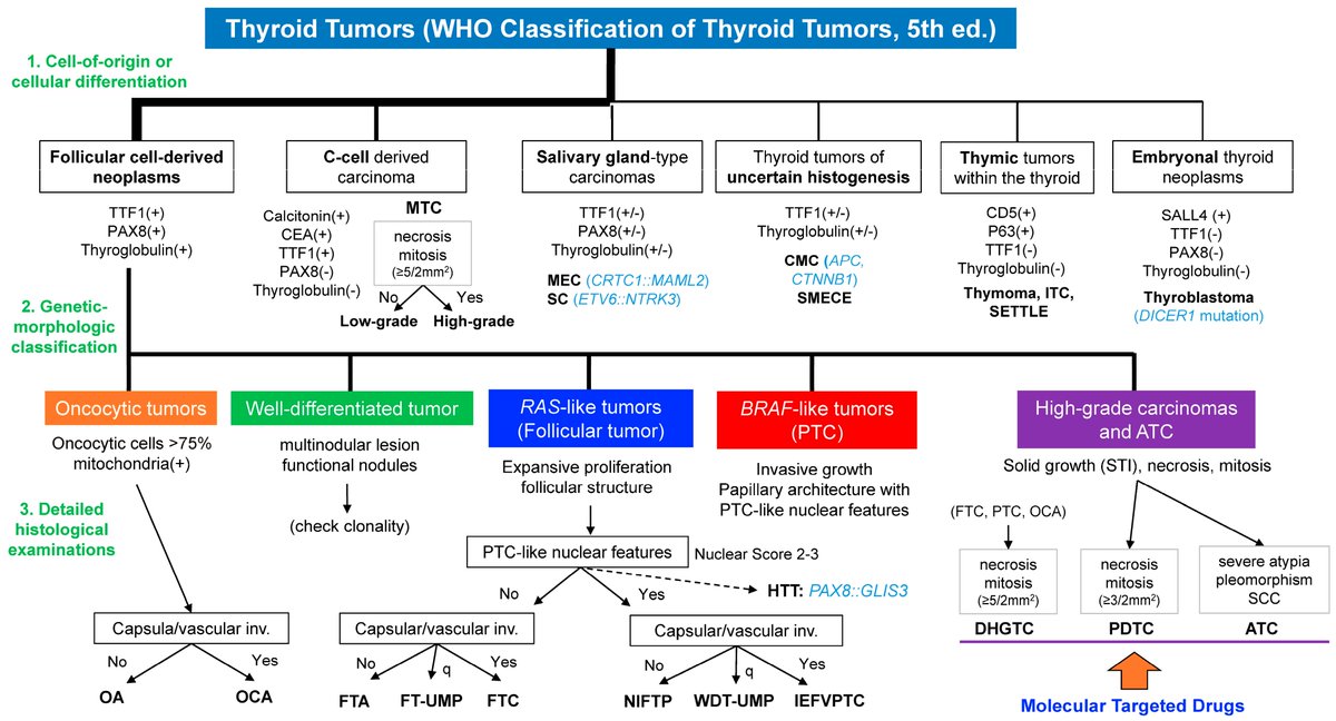 Algorithm for Diagnosis of Thyroid Tumors 🔬
(2022 WHO 5th edition)

mdpi.com/2227-9059/12/4…