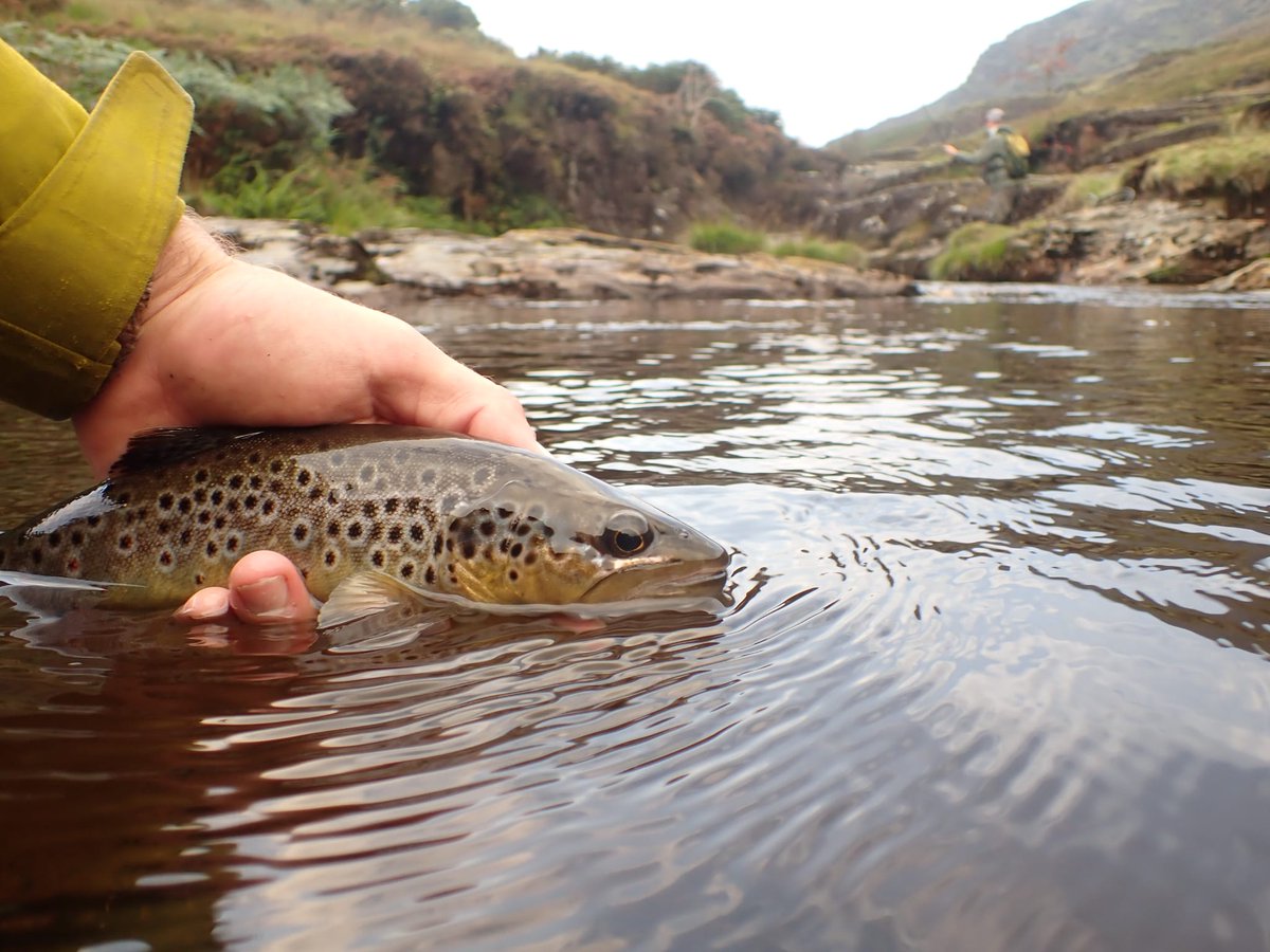 Ben Porter (@bardseyben) on Twitter photo In case you missed it! 'Heavy Metal Trout in Hard Rock Rivers': our latest #podcast episode delving into the fascinating work of <a href="/DanielOsmond/">Daniel Osmond</a> on Trout in heavy metal-polluted rivers. I have a new respect of these amazing fish. Have a listen here! 👇🎧🐟
open.spotify.com/episode/0g57F4… In case you missed it! 'Heavy Metal Trout in Hard Rock Rivers': our latest #podcast episode delving into the fascinating work of <a href="/DanielOsmond/">Daniel Osmond</a> on Trout in heavy metal-polluted rivers. I have a new respect of these amazing fish. Have a listen here! 👇🎧🐟
open.spotify.com/episode/0g57F4…